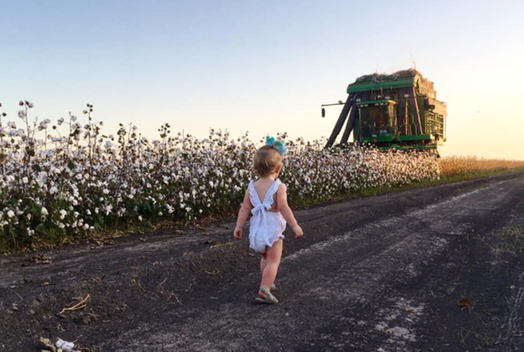 Cotton-picking day